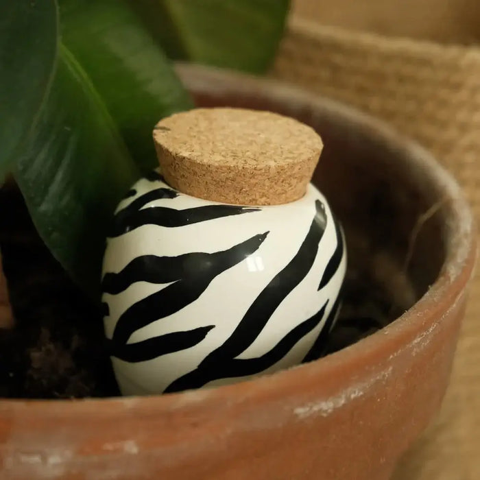 Pepin Olla - Zebra