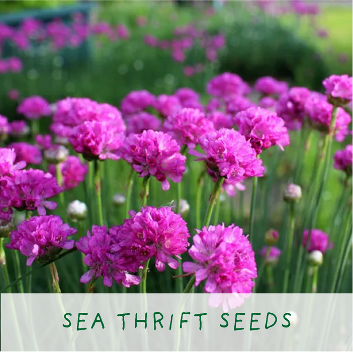 The Plant Gift Co. Seaside Lovers Eco Grow Your Own Plant Kit