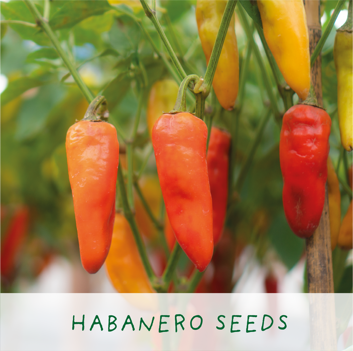 The Plant Gift Co. Red Hot Chilli's. Eco Grow Your Chilli Plant Kit