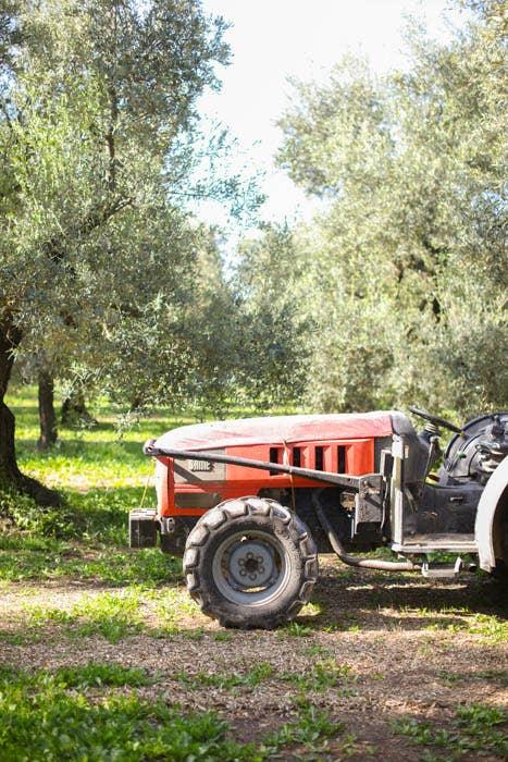 Galantino Rosemary Extra Virgin Olive Oil (250ml)