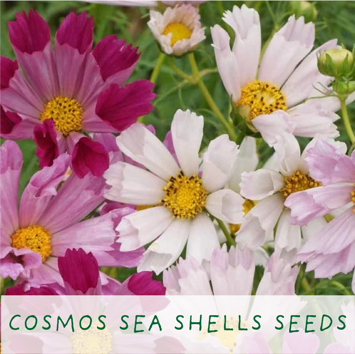 The Plant Gift Co. Seaside Lovers Eco Grow Your Own Plant Kit