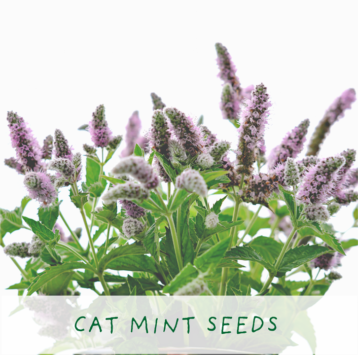 The Plant Gift Co. Purrfect Treat Eco Grow Your Own Plant Kit
