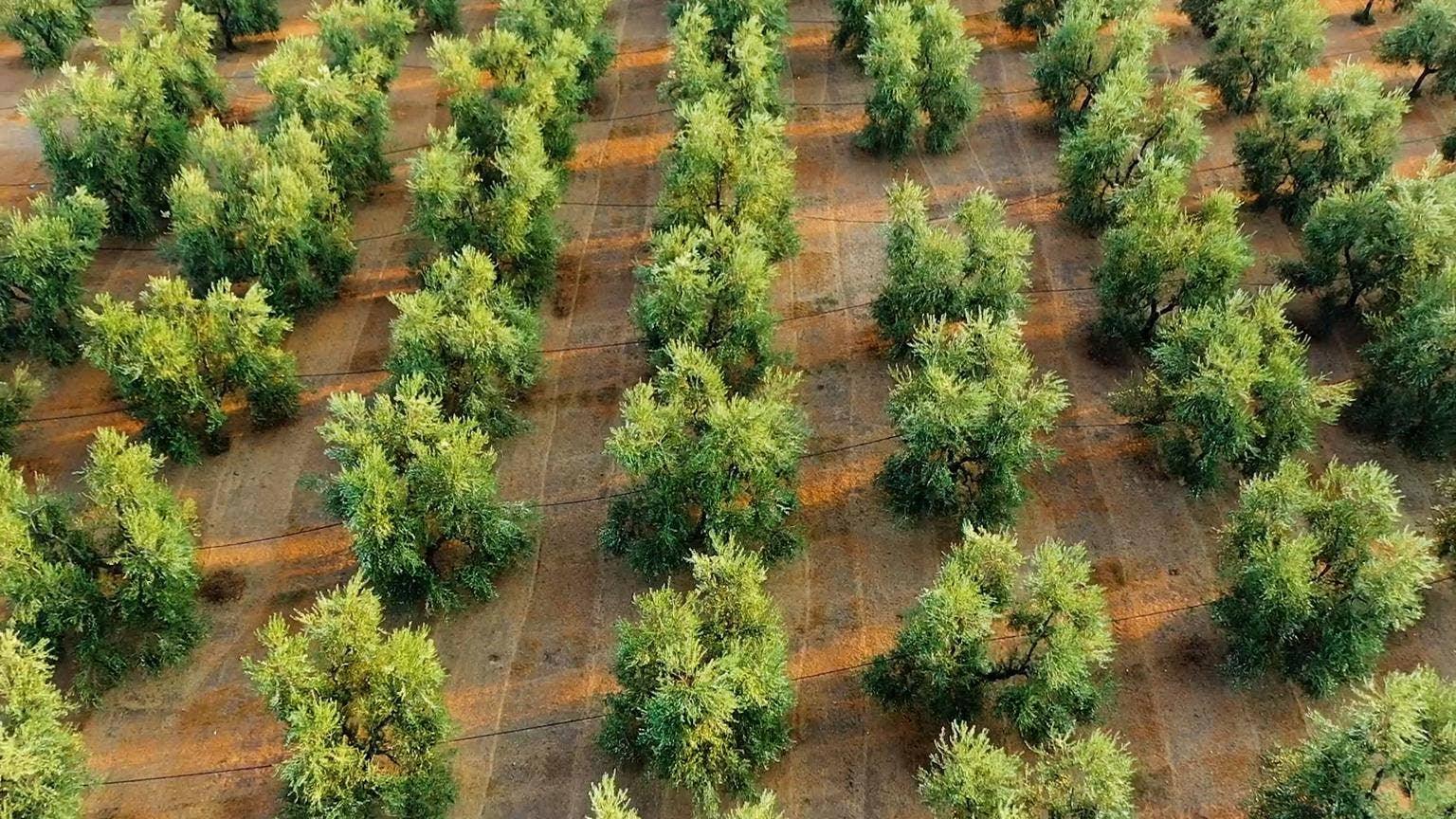 Galantino Chili Pepper Extra Virgin Olive Oil in Tin (250ml)