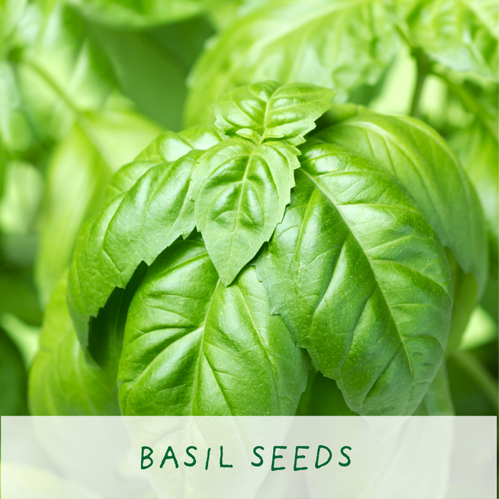 The Plant Gift Co. Kitchen Herb Eco Mini Basil Grow Kit