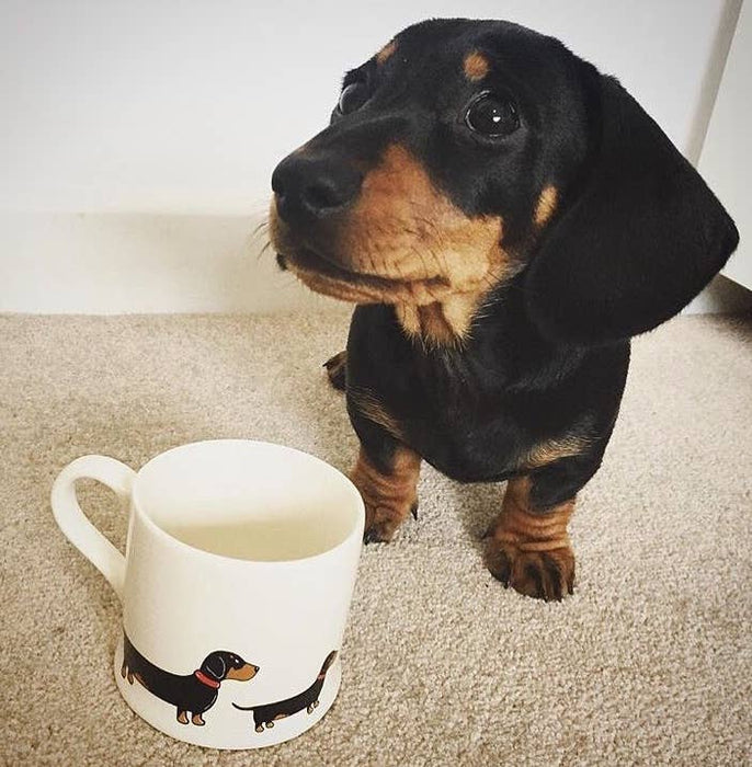 Sweet William Mischievous Mutts Dog Mug - Dachshund / Sausage Dog