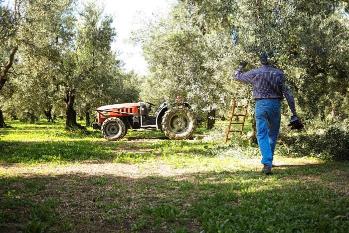 Galantino Chili Pepper Extra Virgin Olive Oil in Tin (250ml)