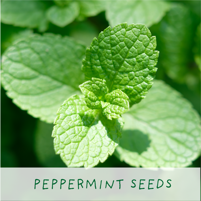 The Plant Gift Co. Tasty Herbs Eco Grow Your Own Herbs Kit
