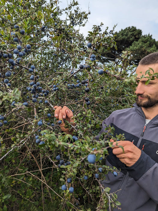 Fruits of the Forage - Damson & Sloe Chutney (200g)