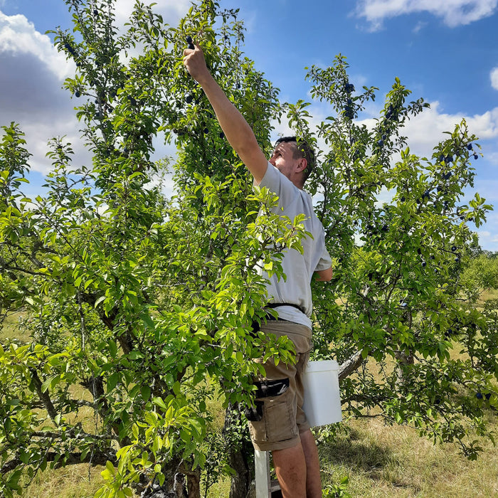 Fruits of the Forage - Damson & Sloe Chutney (200g)