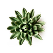 Chive - English Garden Ceramic Flower Green Large Succulent