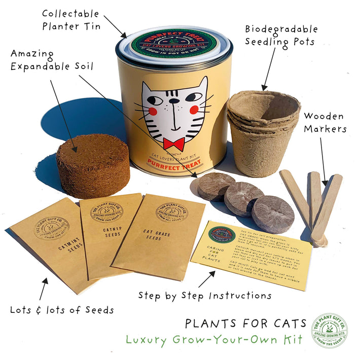 The Plant Gift Co. Purrfect Treat Eco Grow Your Own Plant Kit