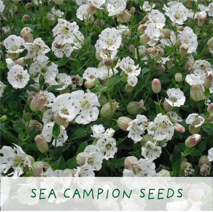 The Plant Gift Co. Seaside Lovers Eco Grow Your Own Plant Kit