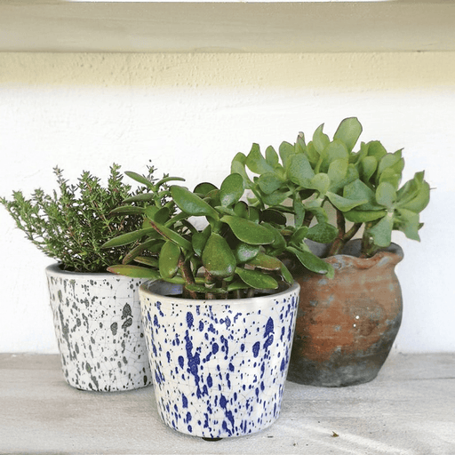 Casa Verde Plant Pot Splash - Assorted Blue or Green (12x10cm) - LemonSalt
