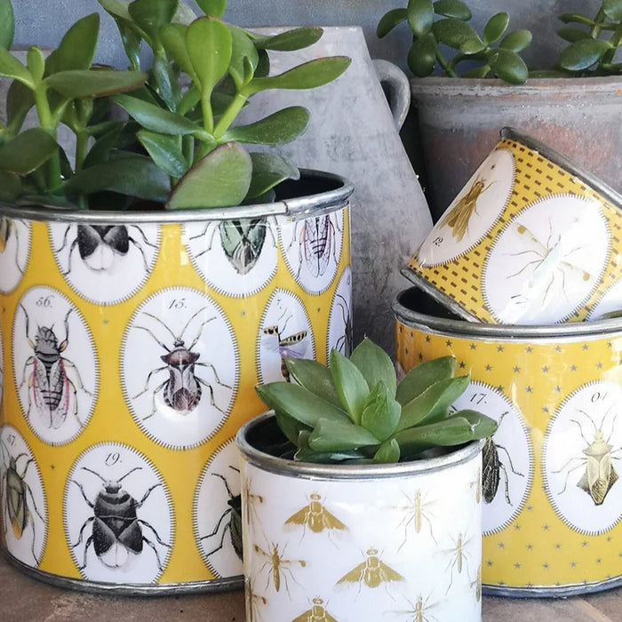 Casa Verde Tin Planter Bugtasia Dijon Set of 4 (15x15cm) - LemonSalt