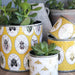 Casa Verde Tin Planter Bugtasia Dijon Set of 4 (15x15cm) - LemonSalt