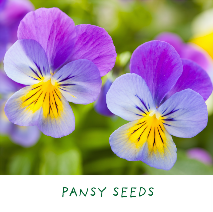 The Plant Gift Co. Finest Blooms Eco Grow Your Own Flowers Kit.