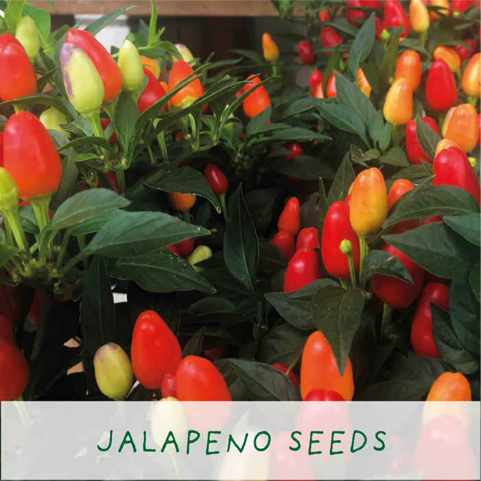 The Plant Gift Co. Happy Father's Day Eco Mini Chilli Grow Kit