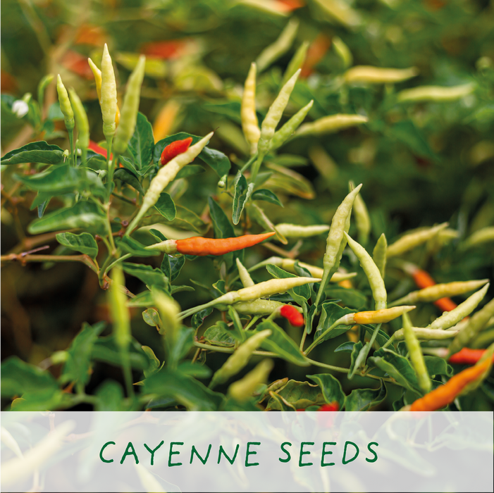 The Plant Gift Co. Red Hot Chilli's. Eco Grow Your Chilli Plant Kit