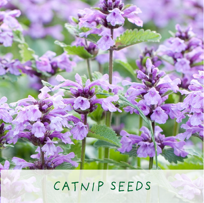 The Plant Gift Co. Purrfect Treat Eco Grow Your Own Plant Kit
