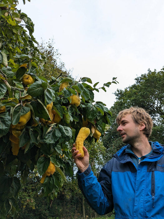 Fruits of the Forage - Quince Preserve (210g)