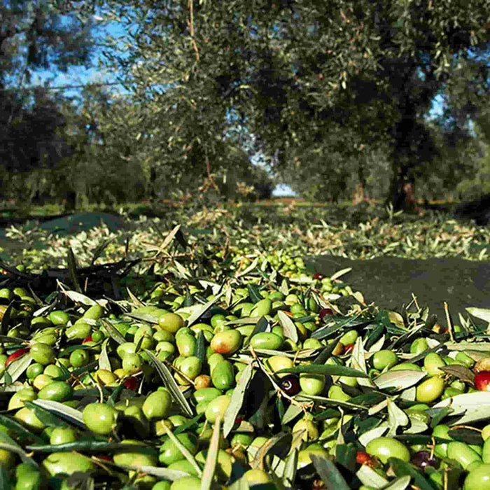 oliveoil4_319d9fca-fc5b-40c1-b377-4885484f0fce