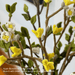 gry-and-sif-branch-golden-bell-60cm-lemonsalt-13777