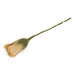 gry-and-sif-tulip-dusty-light-yellow-30cm-lemonsalt-43013