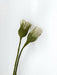 gry-and-sif-tulip-white-30cm-lemonsalt-59876