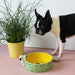 House Of Disaster Peanuts Dog Bowl (21cm) - LemonSalt