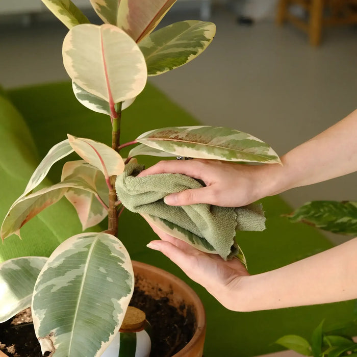 Pepin Olla - Plantcare routine