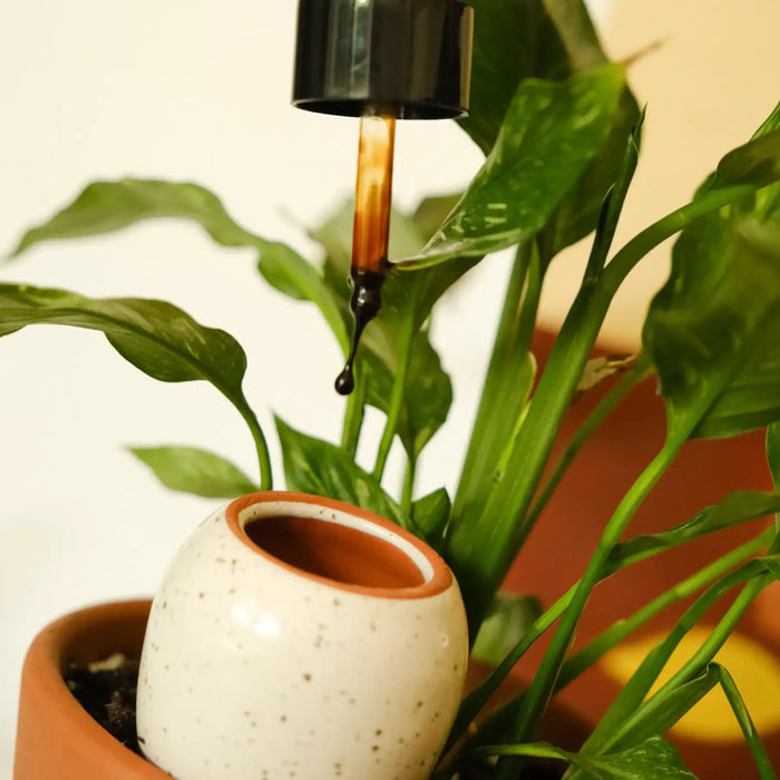 Pepin Olla - Plantcare routine