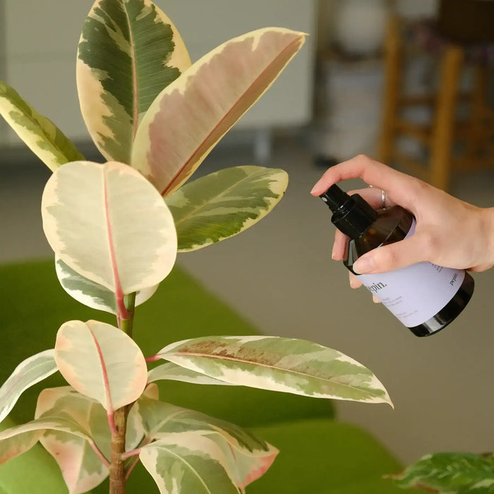 Pepin Olla - Plantcare routine