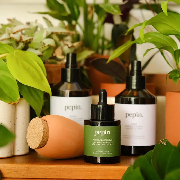 Pepin Olla - Plantcare routine