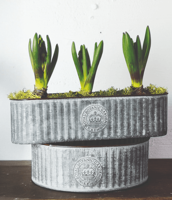 Kew Gardens Long Ribbed Zinc Planter (20x8x7cm) - LemonSalt