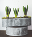 Kew Gardens Long Ribbed Zinc Planter (20x8x7cm) - LemonSalt