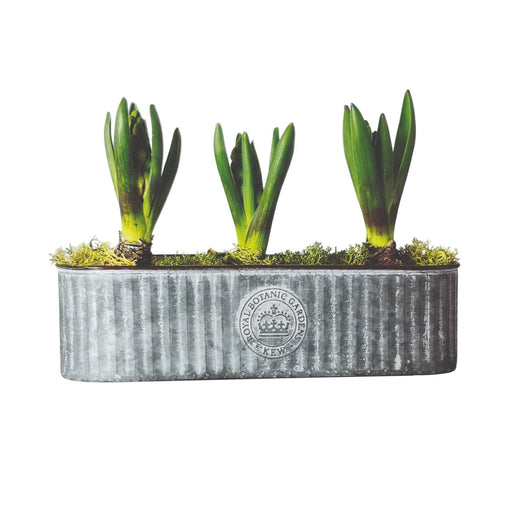 Kew Gardens Long Ribbed Zinc Planter (20x8x7cm) - LemonSalt