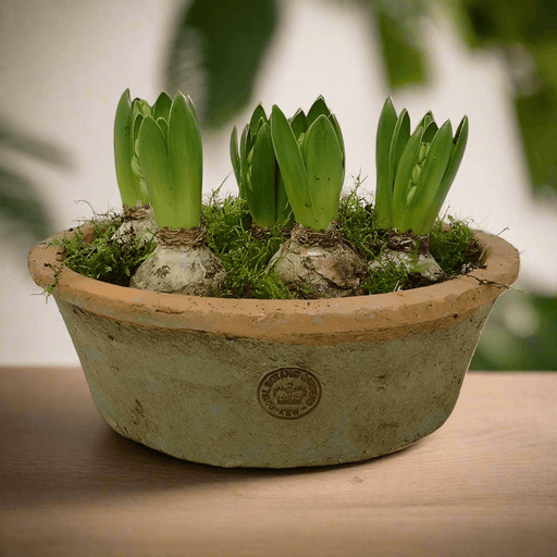 Kew Gardens Terracotta Dish Planter - Antique Red (25x8.5cm) - LemonSalt