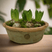 kew-gardens-terracotta-dish-planter-antique-red-25x8-5cm-lemonsalt-47966