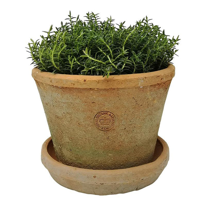 kew-gardens-terracotta-large-pot-antique-red-20x15cm-lemonsalt-41139