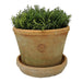 kew-gardens-terracotta-large-pot-antique-red-20x15cm-lemonsalt-41139