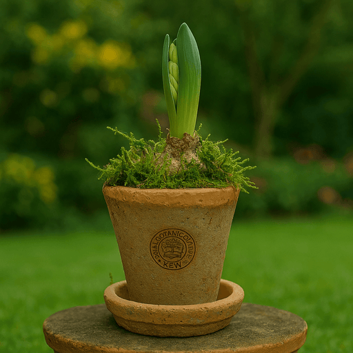 Kew Gardens Terracotta Petite Pot - Antique Red (10x7cm) - LemonSalt