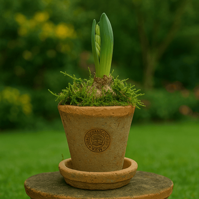 Kew Gardens Terracotta Petite Pot - Antique Red (10x7cm) - LemonSalt