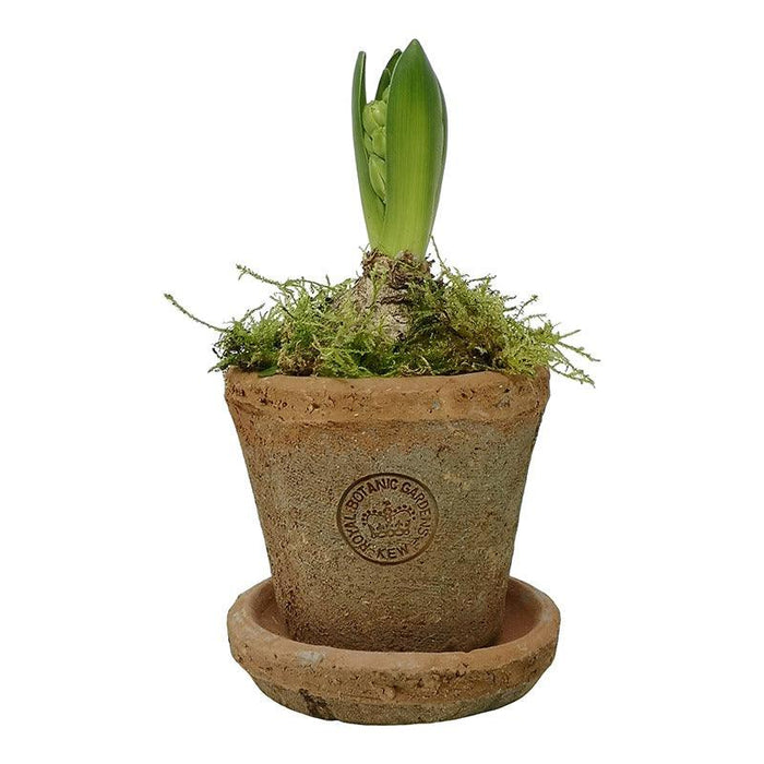 Kew Gardens Terracotta Petite Pot - Antique Red (10x7cm) - LemonSalt