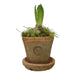 Kew Gardens Terracotta Petite Pot - Antique Red (10x7cm) - LemonSalt