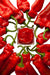 lorusso-organic-artisanal-sweet-pepper-jam-305g-lemonsalt-11266_4607cd88-7de8-44ea-b3f4-bd664c732c28