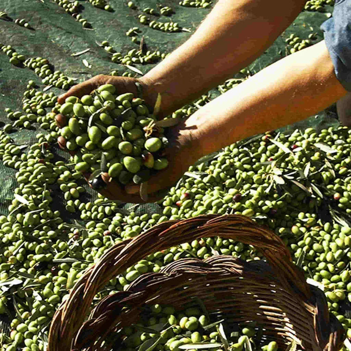 Galantino Fantasia Sky Blue Extra Virgin Olive Oil (500ml)