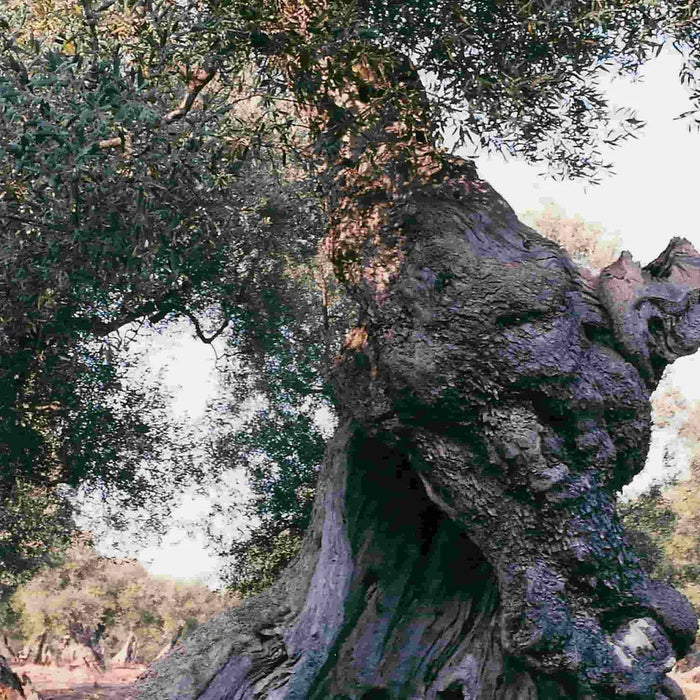 Galantino Fantasia Sky Blue Extra Virgin Olive Oil (500ml)